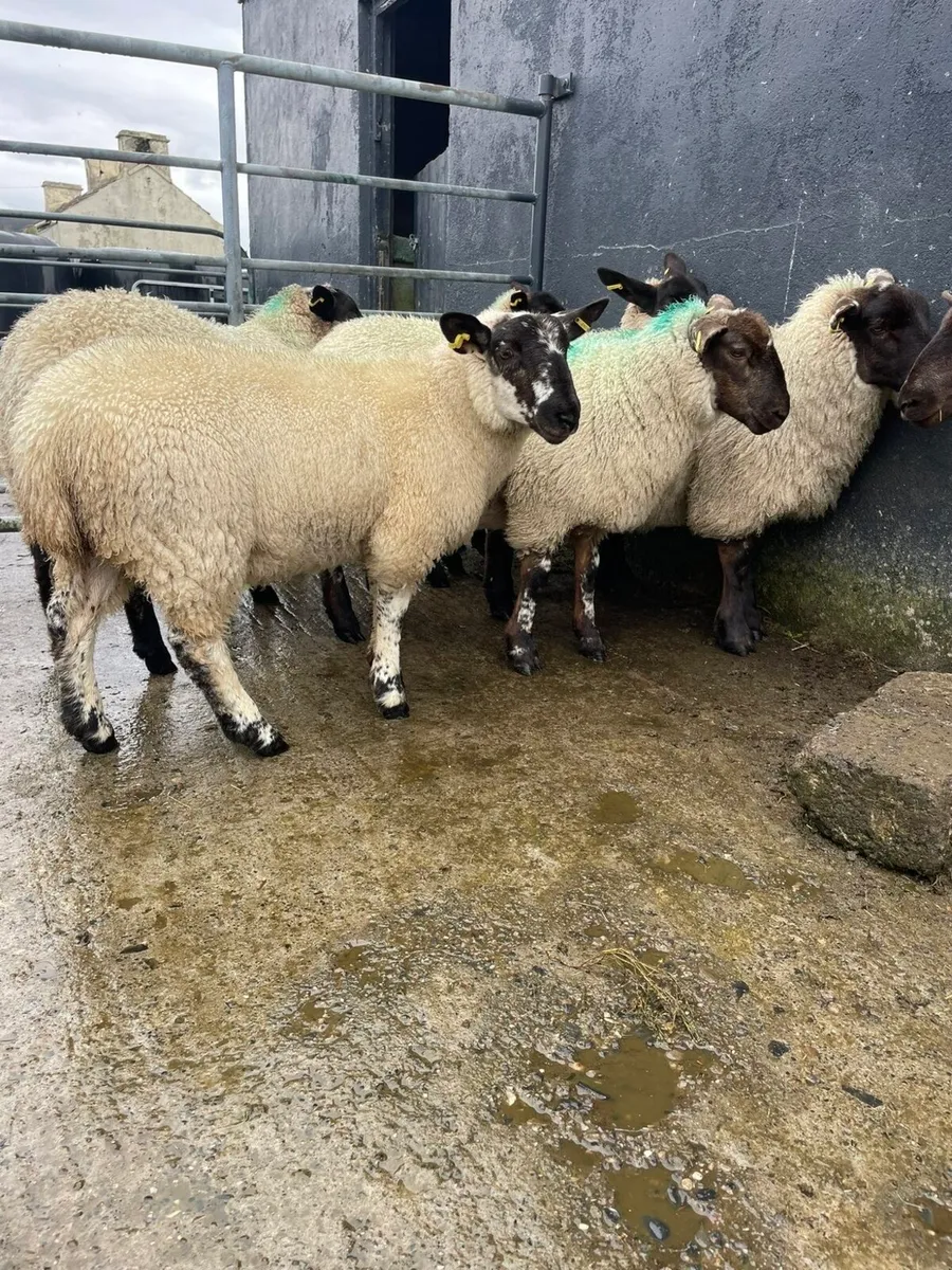 Texel and Suffolk ewe lambs - Image 1