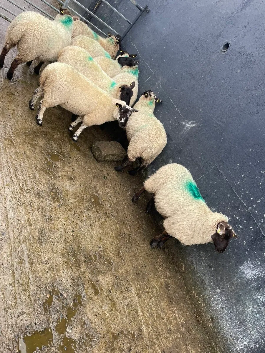 Texel and Suffolk ewe lambs - Image 2