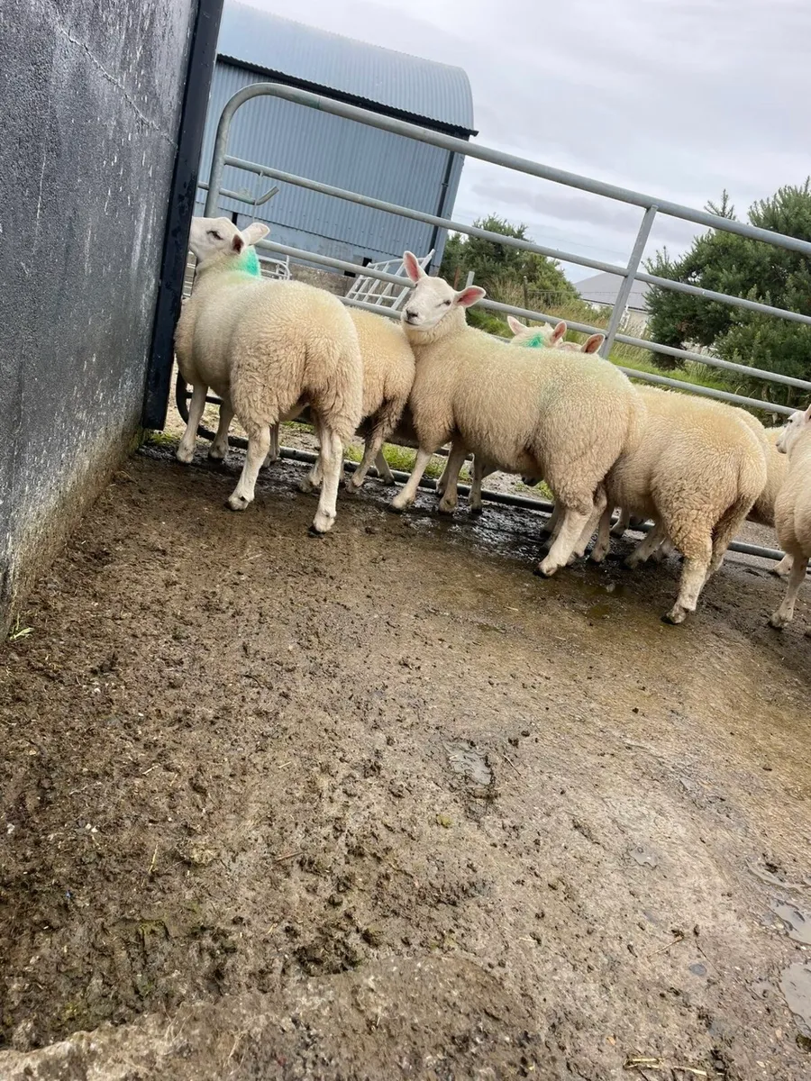 Texel and Suffolk ewe lambs - Image 4