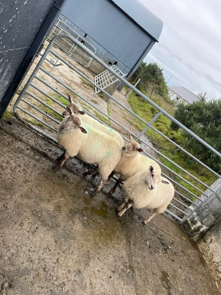 Texel and Suffolk ewe lambs - Image 3