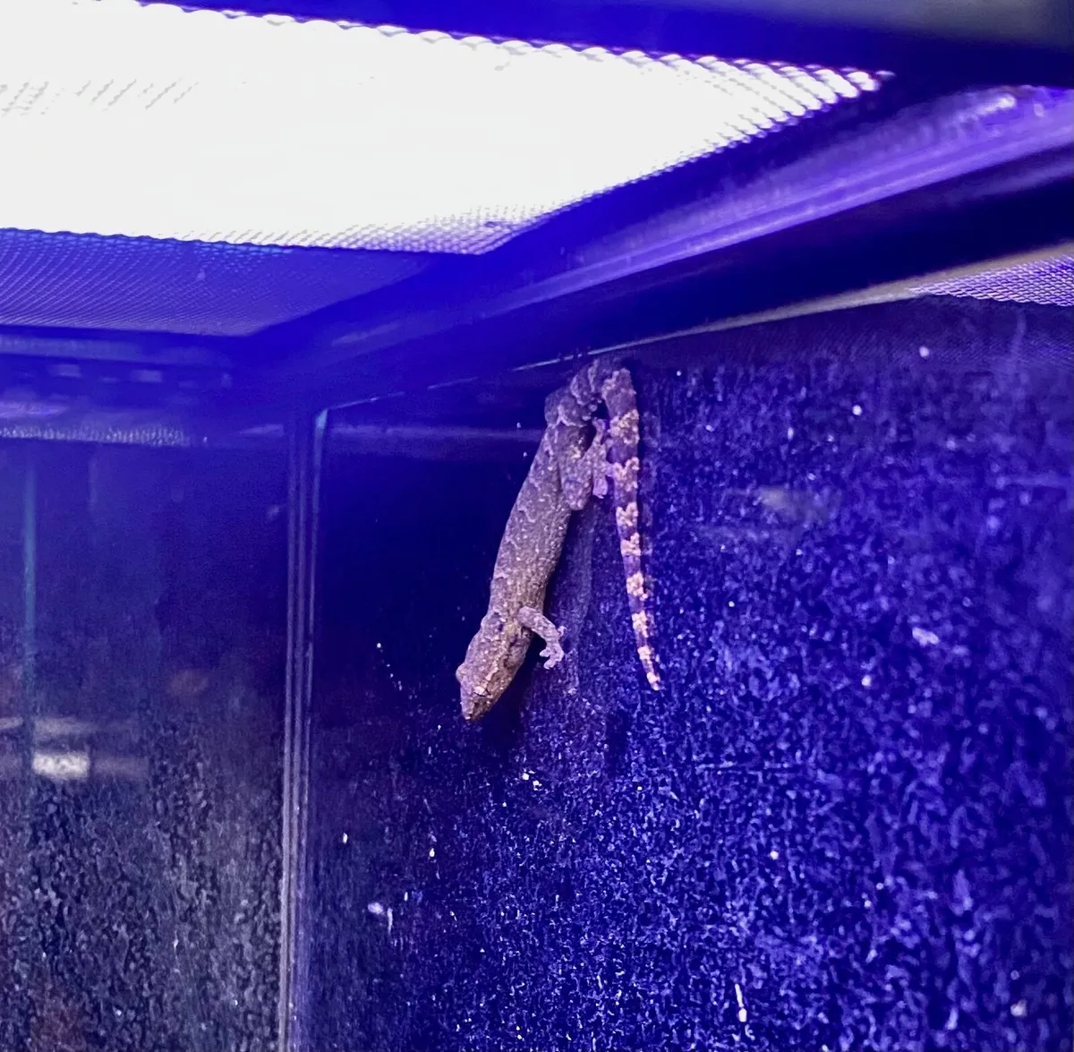 Mourning geckos + setup - Image 4