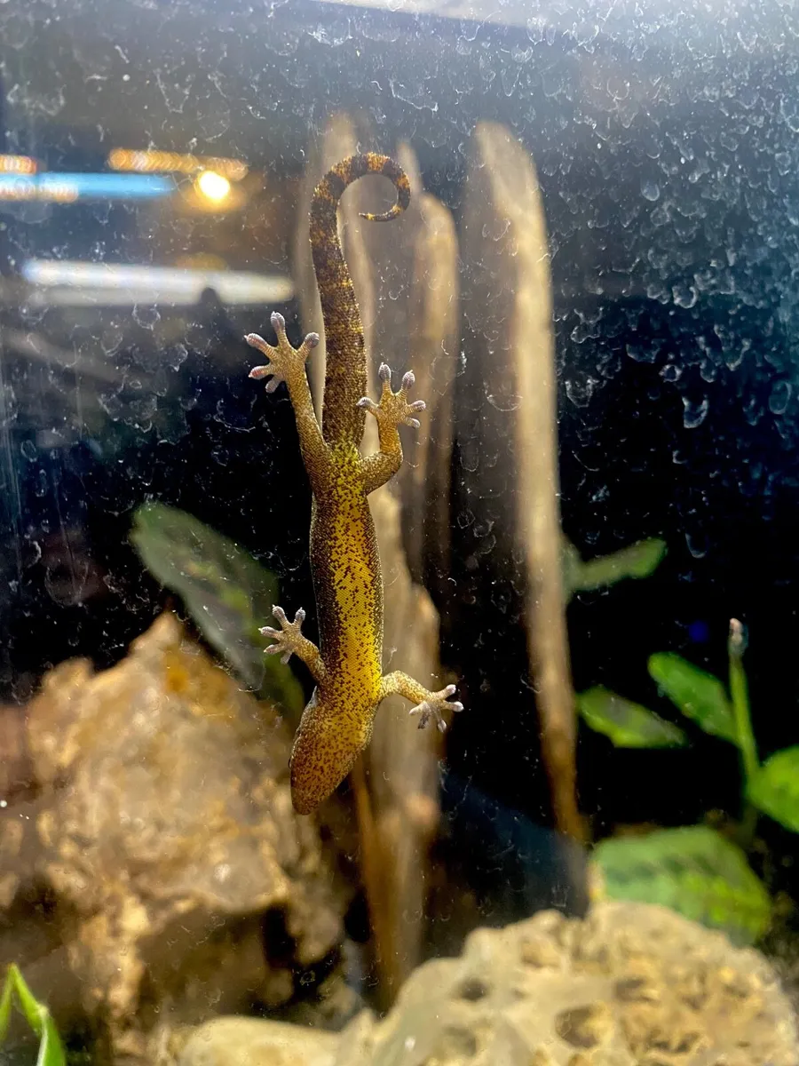 Mourning geckos + setup - Image 2