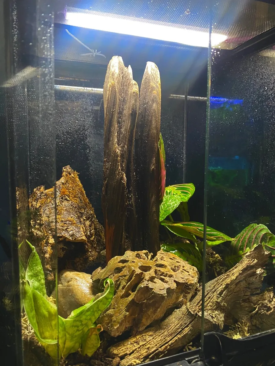 Mourning geckos + setup - Image 3