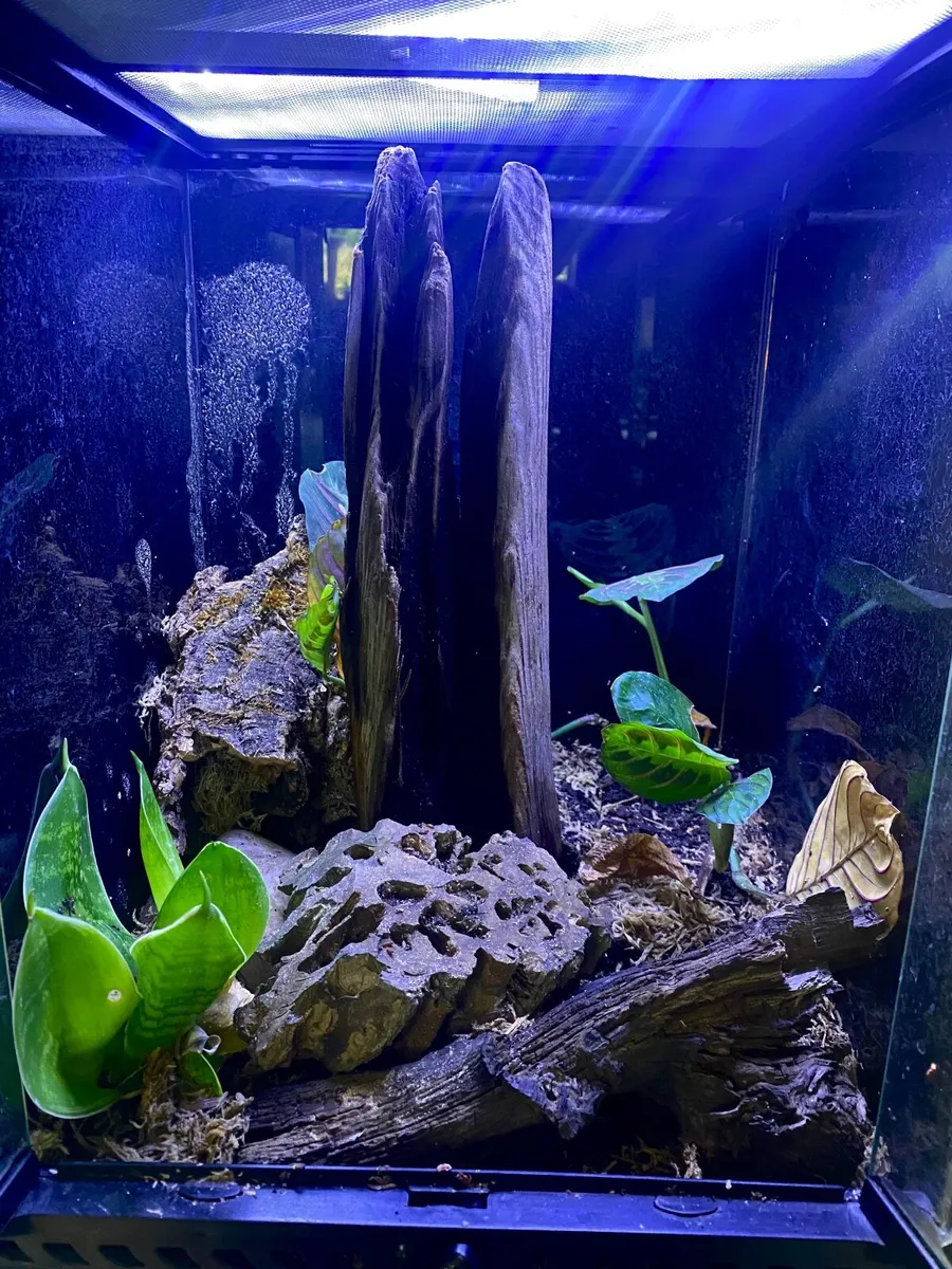 Mourning geckos + setup - Image 1