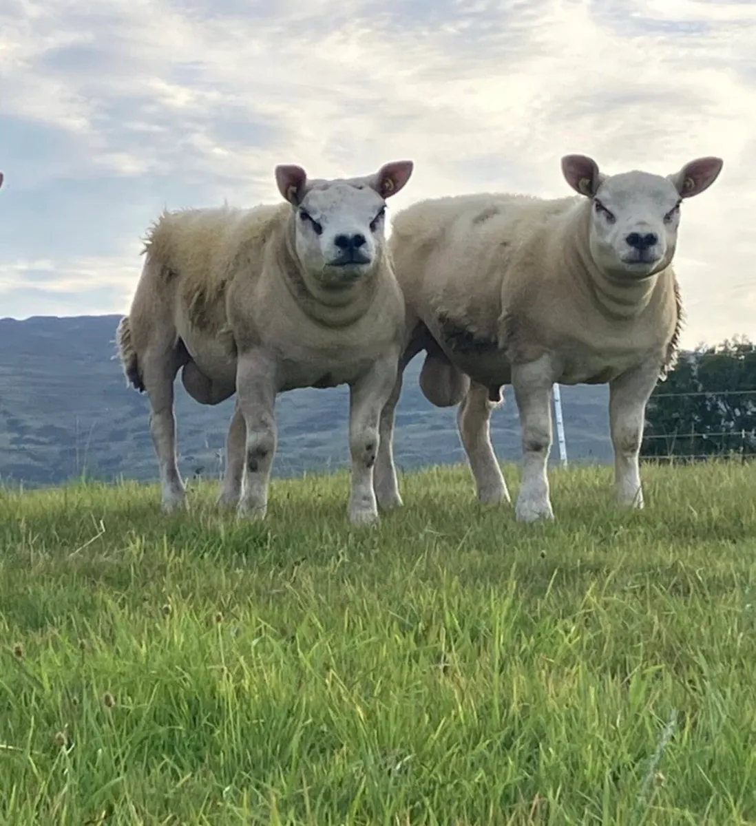 2 pedigree tip lambs - Image 1