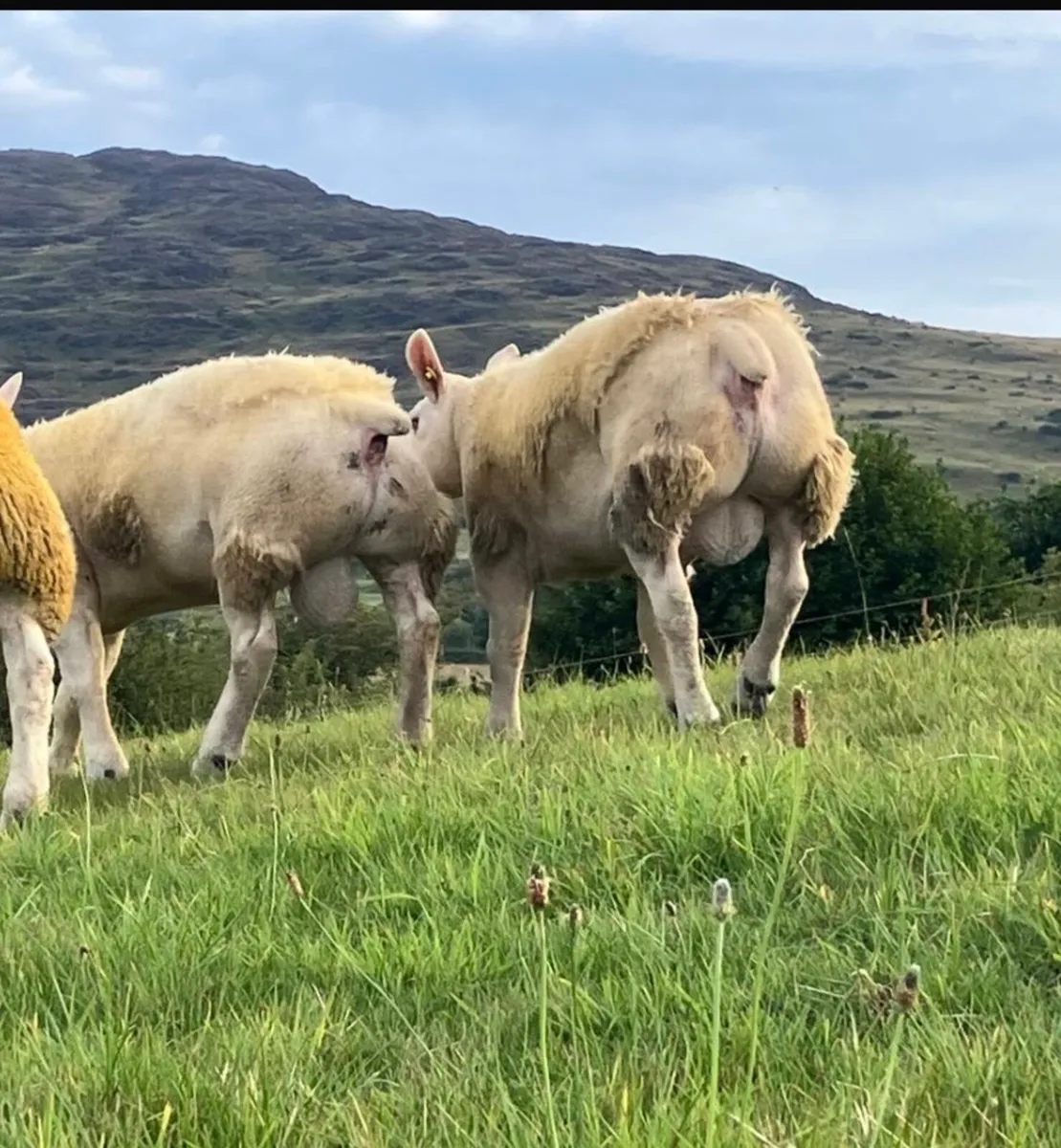 2 pedigree tip lambs - Image 2