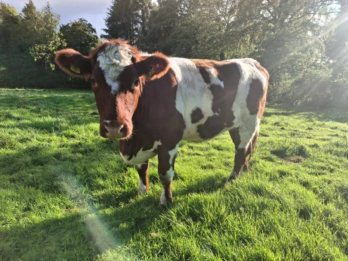 Breeding heifer - Image 2