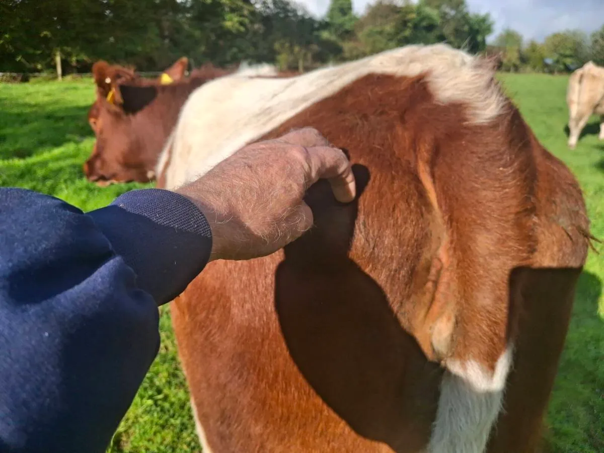 Breeding heifer - Image 3