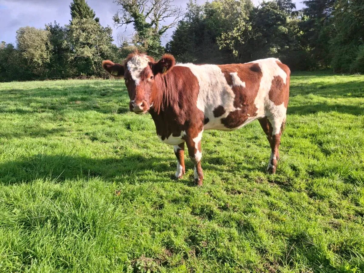 Breeding heifer - Image 4