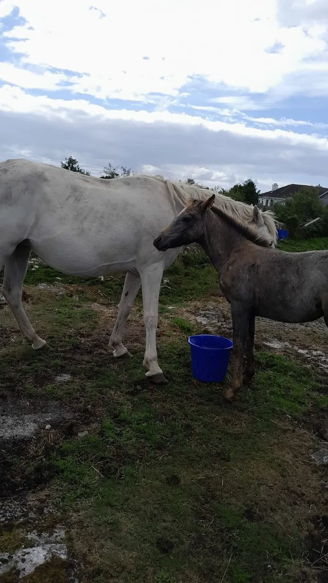 Connemara Pony Mare - Image 1