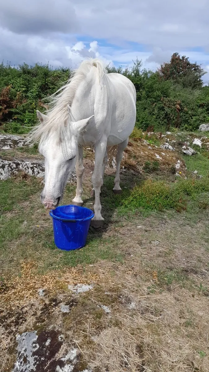 Connemara Pony Mare - Image 2