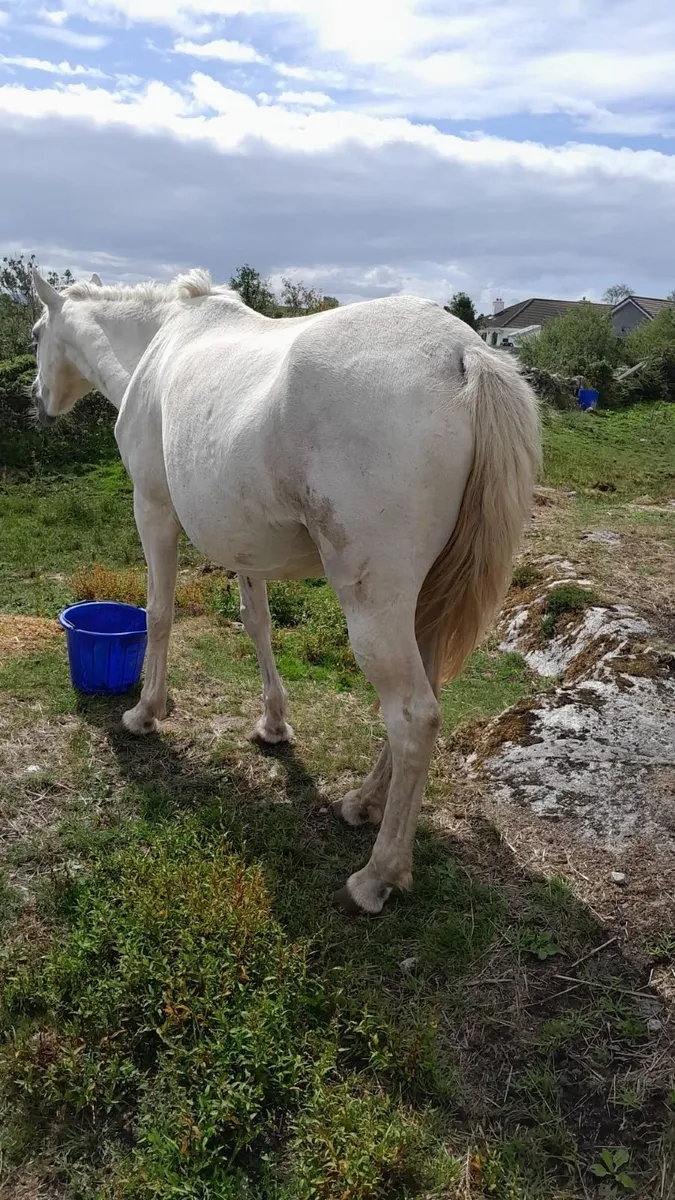Connemara Pony Mare - Image 3