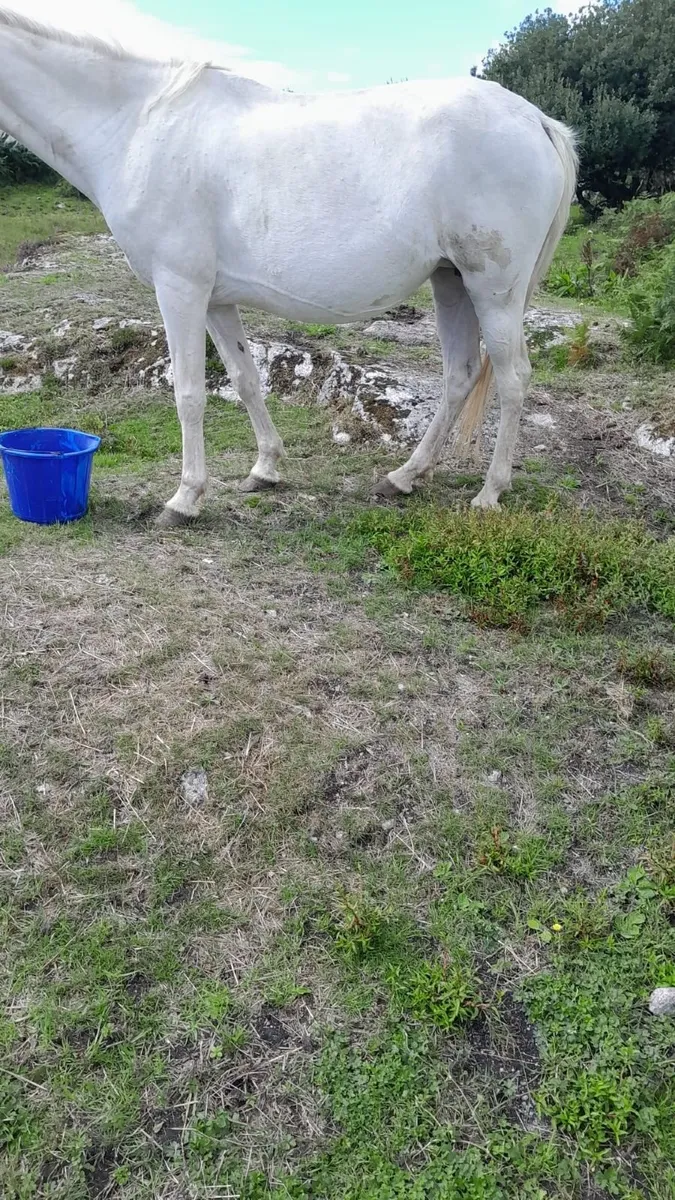 Connemara Pony Mare - Image 4