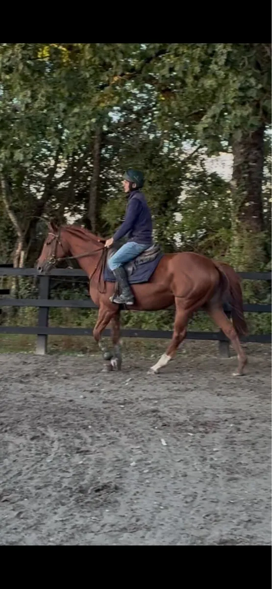 Filly - Image 2