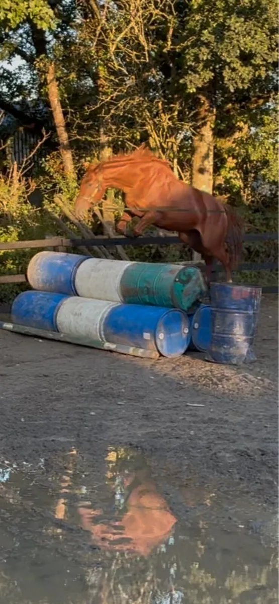 Filly - Image 3