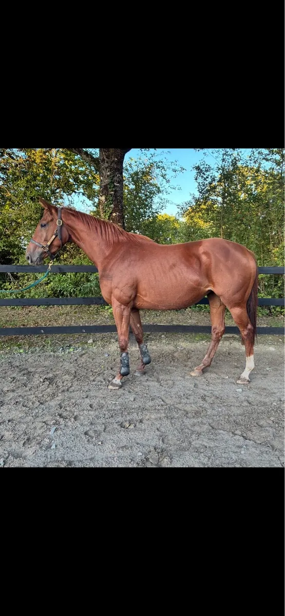Filly - Image 1