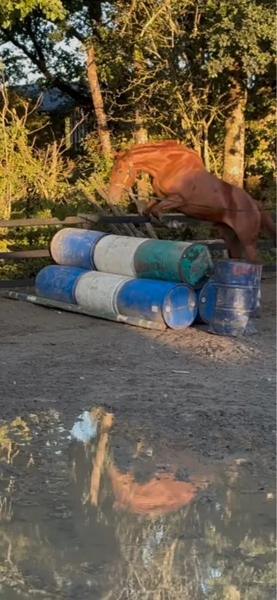 Filly - Image 4
