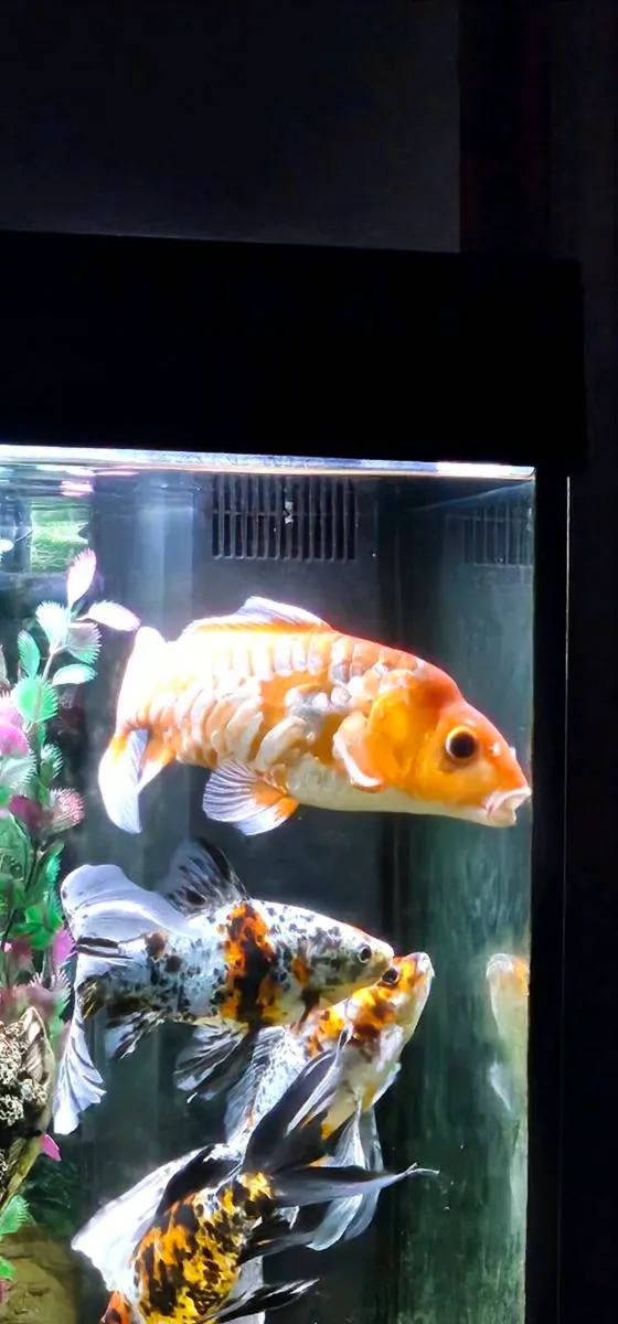 Fish - Image 3