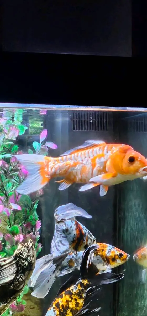 Fish - Image 1