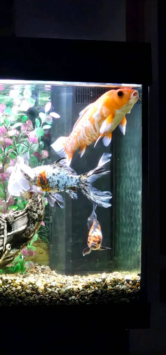 Fish - Image 4