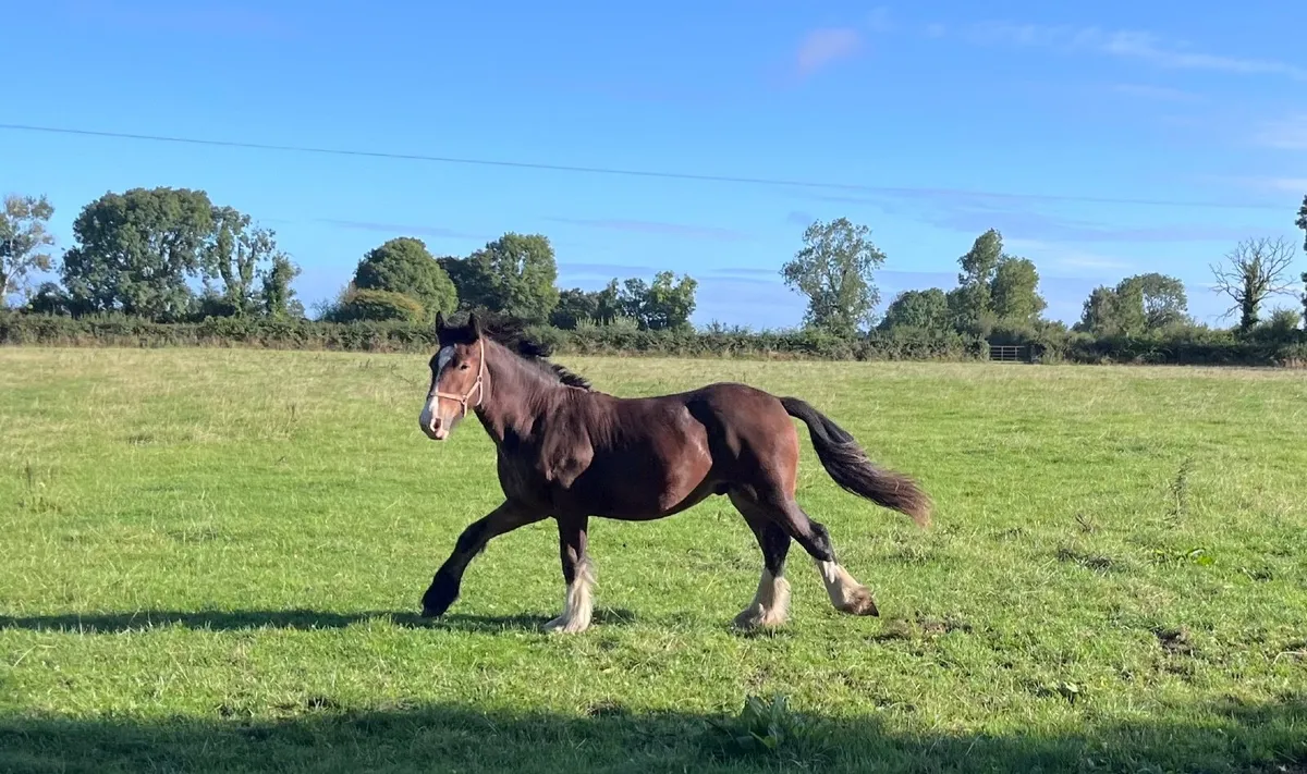 Yearling - Image 2