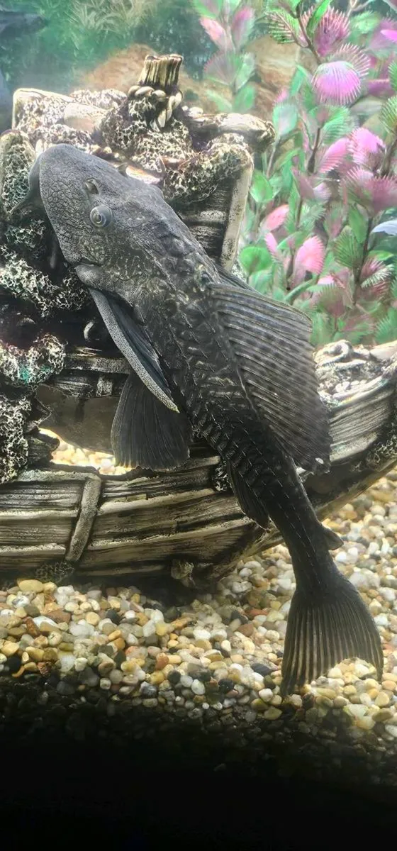 Fish - Image 2