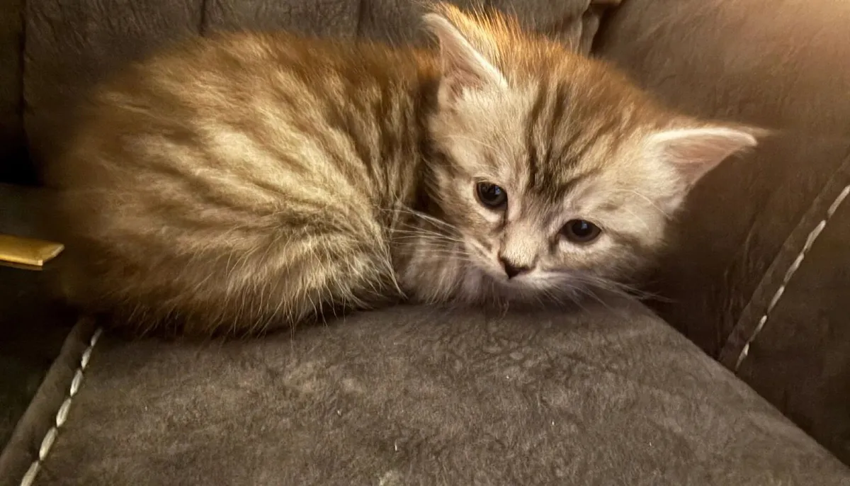 Maine Coon Cross Kittens - Image 2