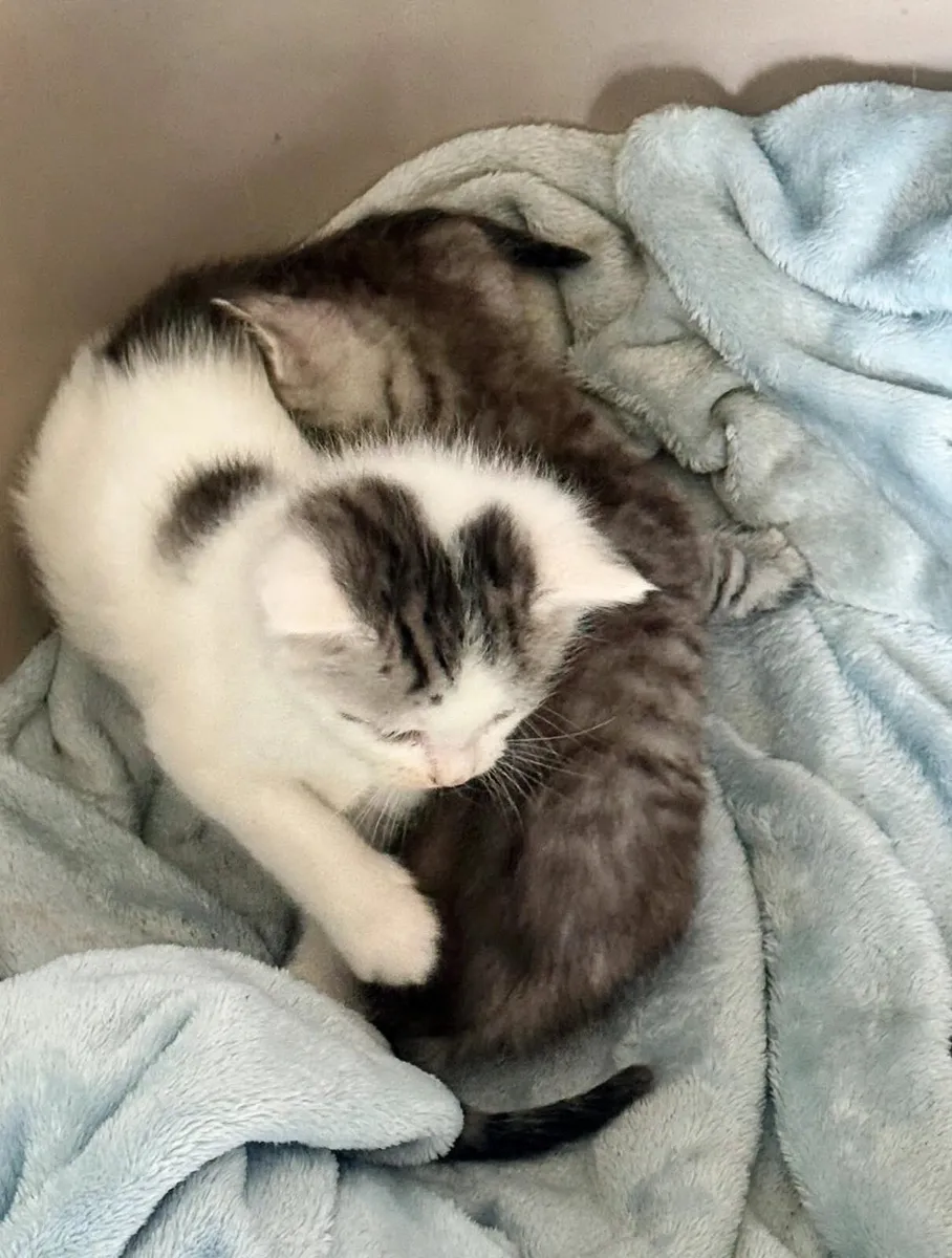 Maine Coon Cross Kittens - Image 4