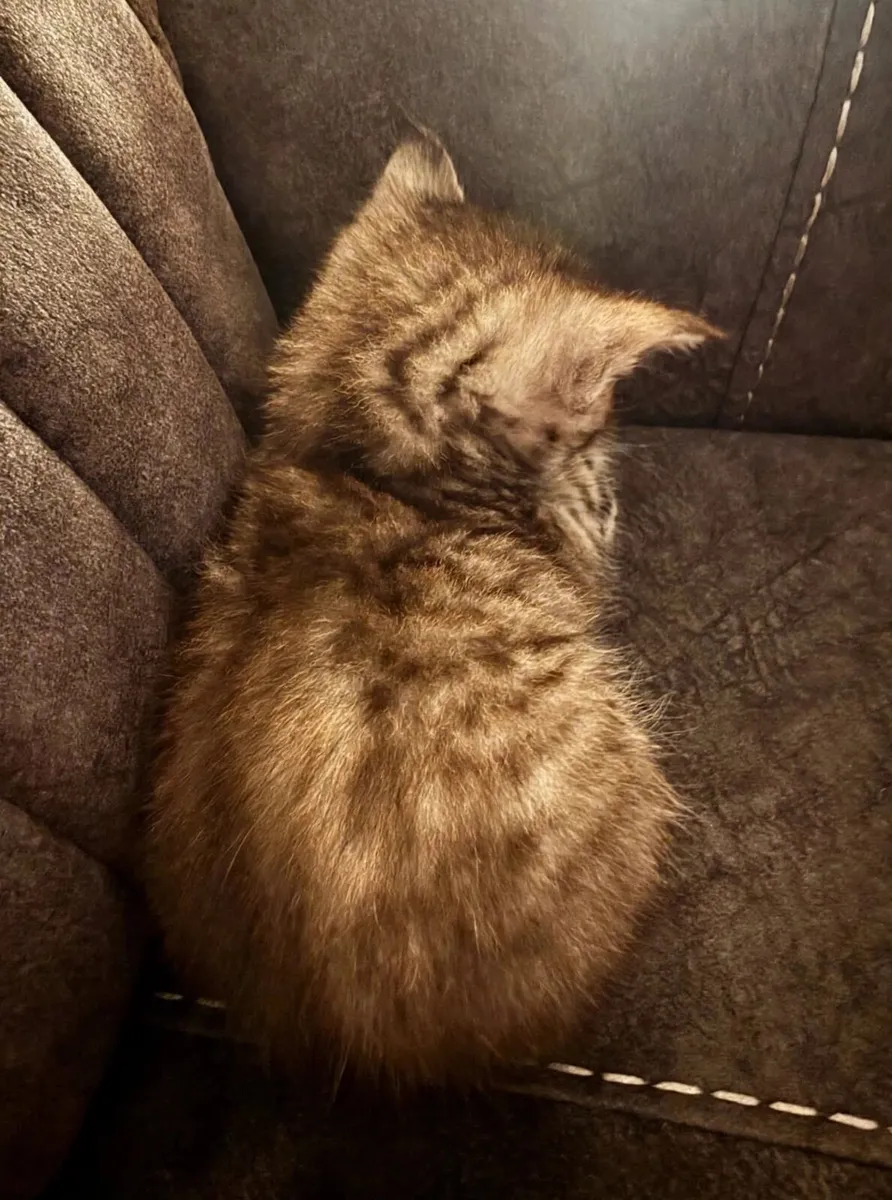Maine Coon Cross Kittens - Image 3