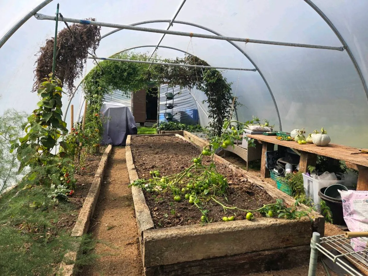 Polytunnel - Image 4