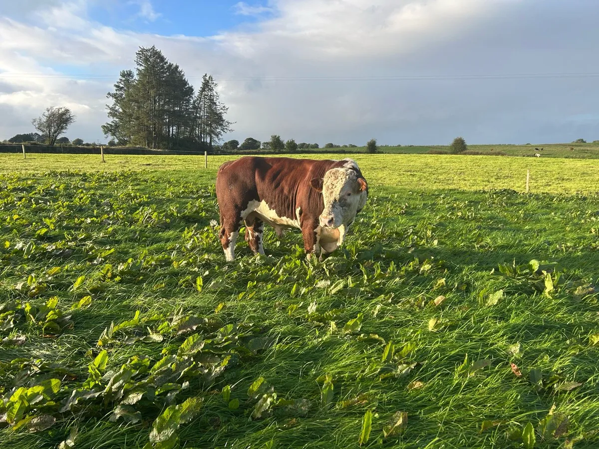 Pb Hereford bull - Image 2
