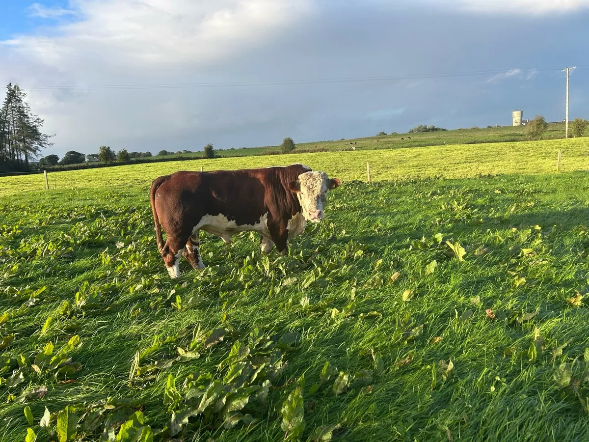 Pb Hereford bull - Image 4