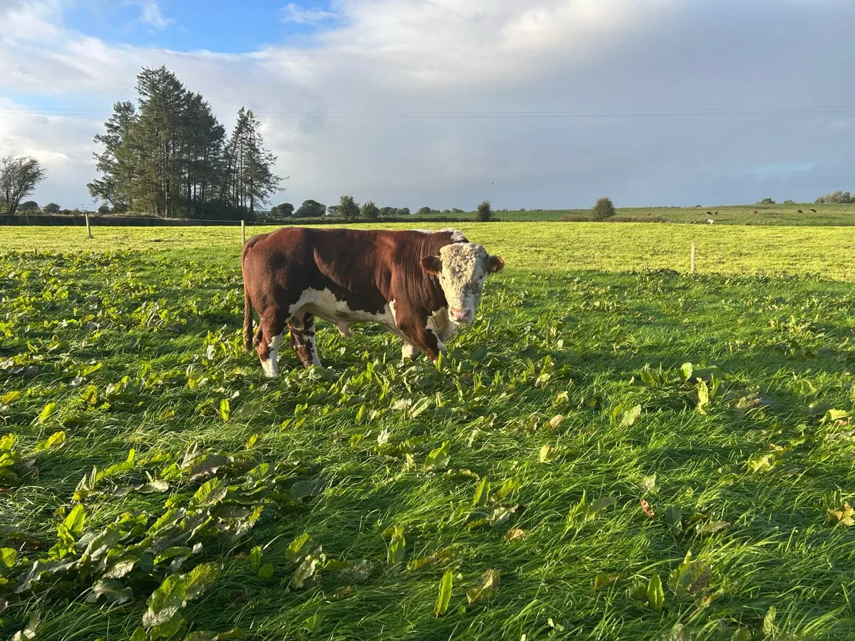Pb Hereford bull - Image 3