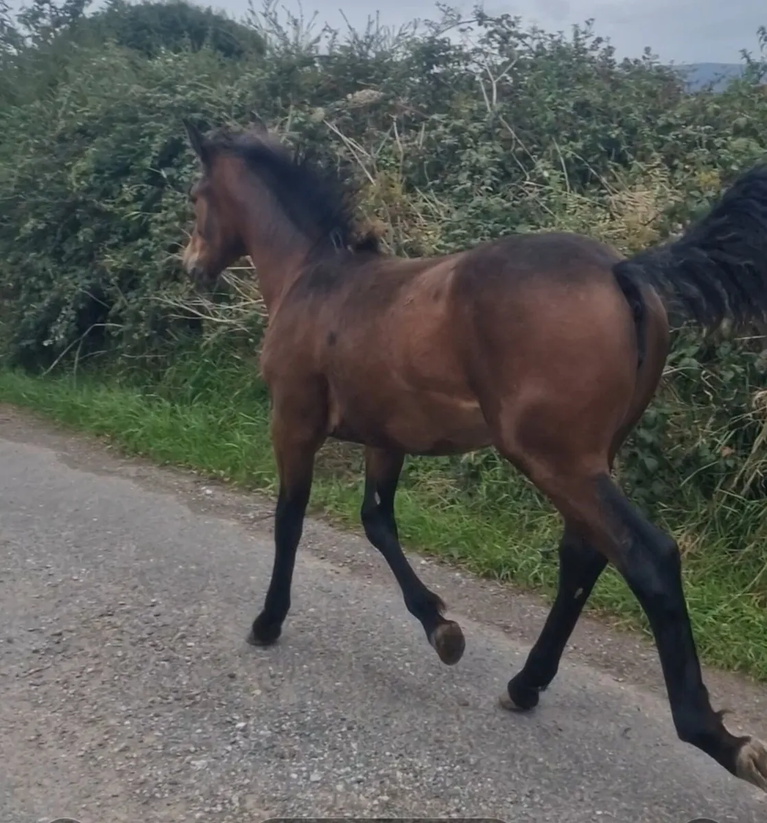 Connemara Filly Foal - Image 3