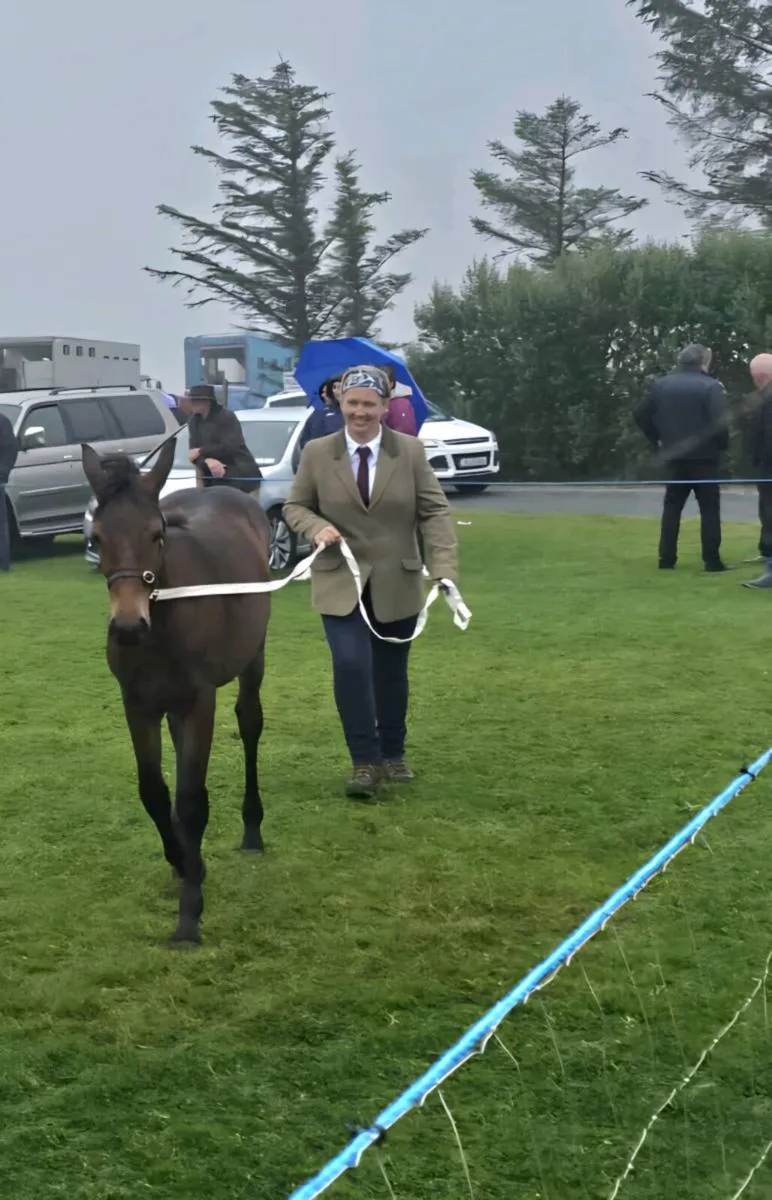 Connemara Filly Foal - Image 4