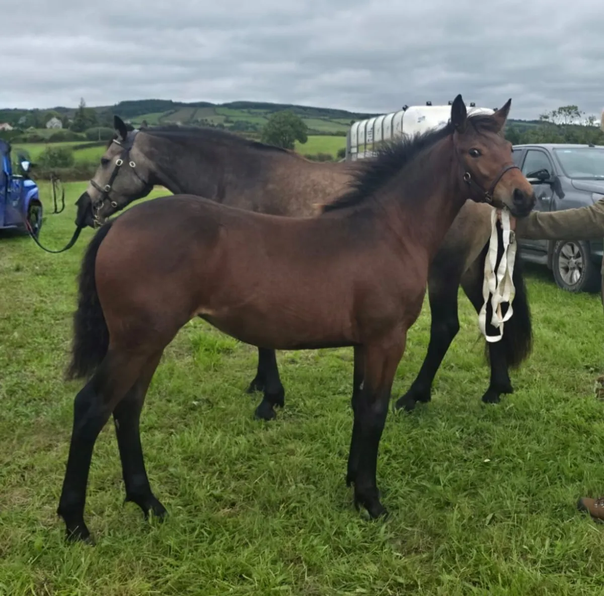 Connemara Filly Foal - Image 1