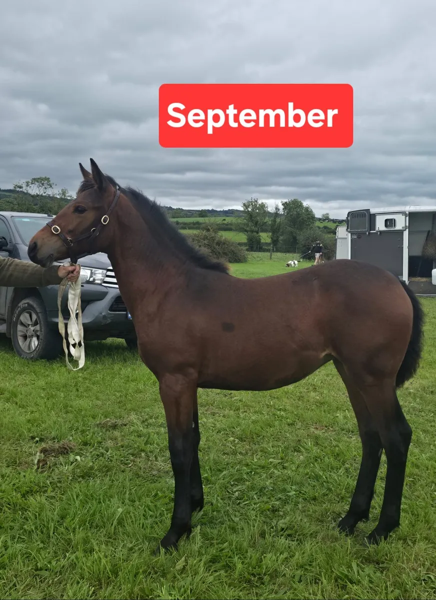 Connemara Filly Foal - Image 2