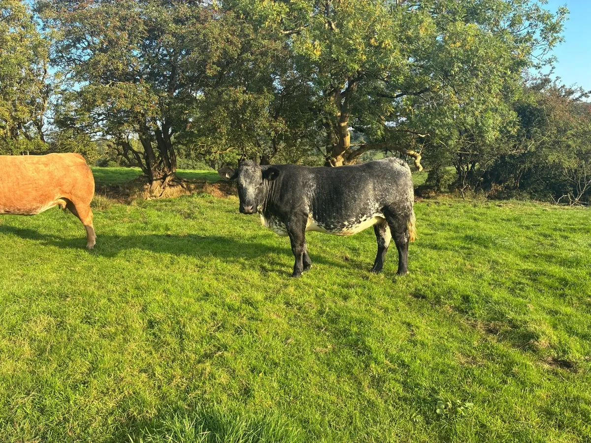 8 springing heifers - Image 2