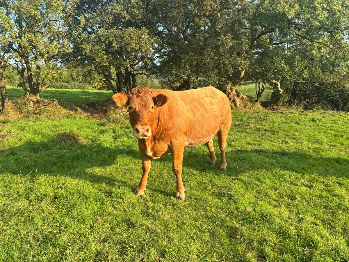 8 springing heifers - Image 3