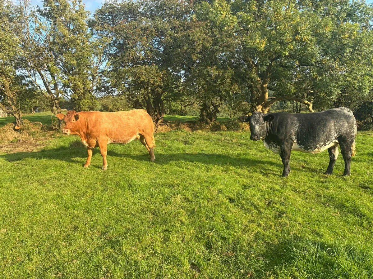 8 springing heifers - Image 4