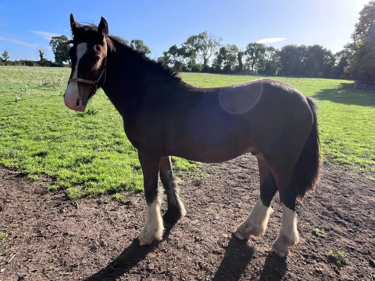 Yearling - Image 1