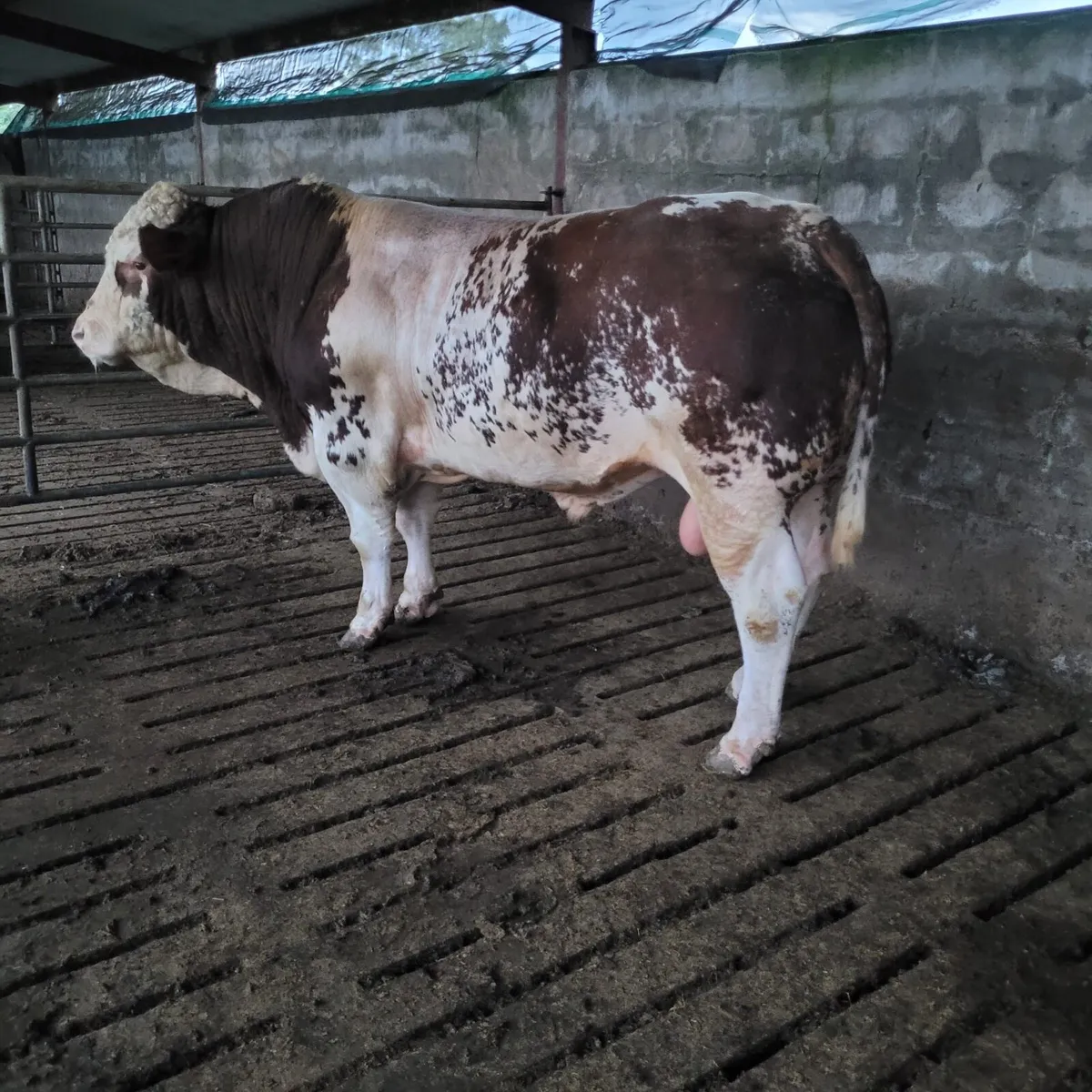 Bull - Image 1