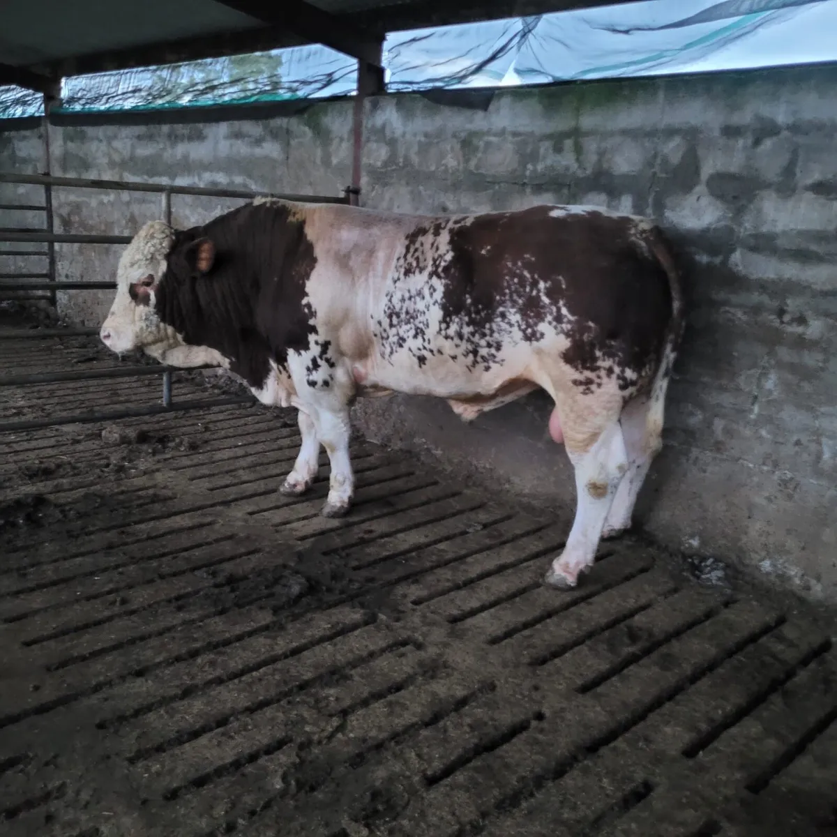 Bull - Image 2