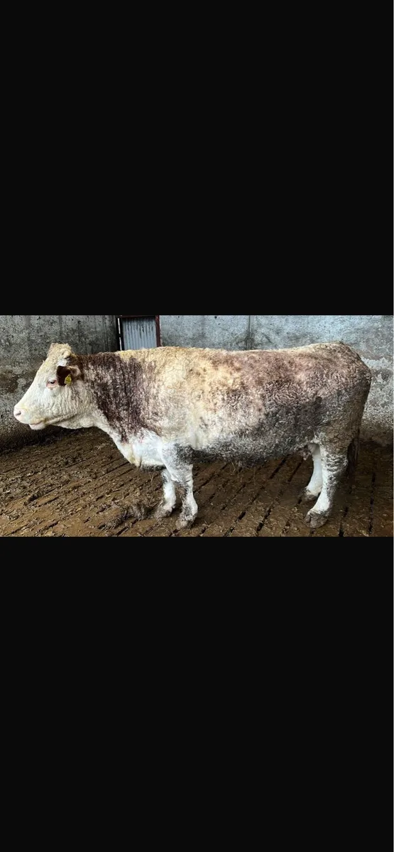 Bull - Image 3