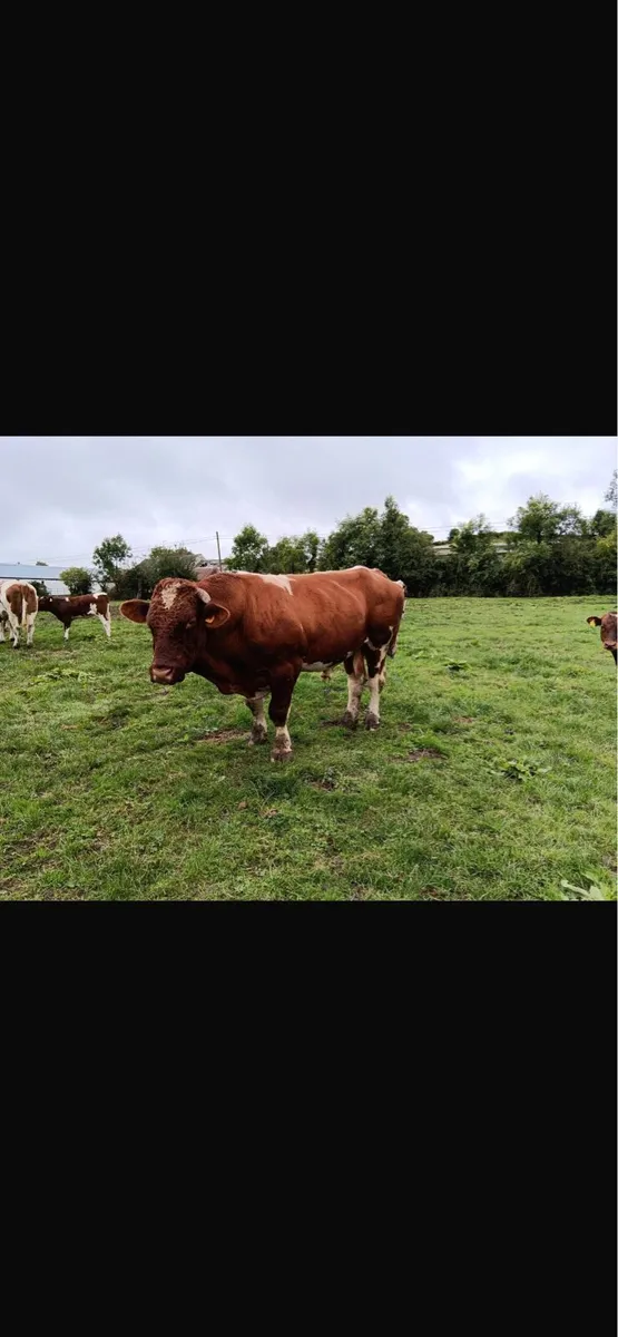 Bull - Image 4
