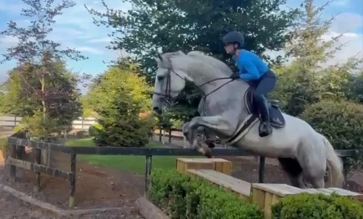 Fabulous 5yo ID mare for sale - Image 1