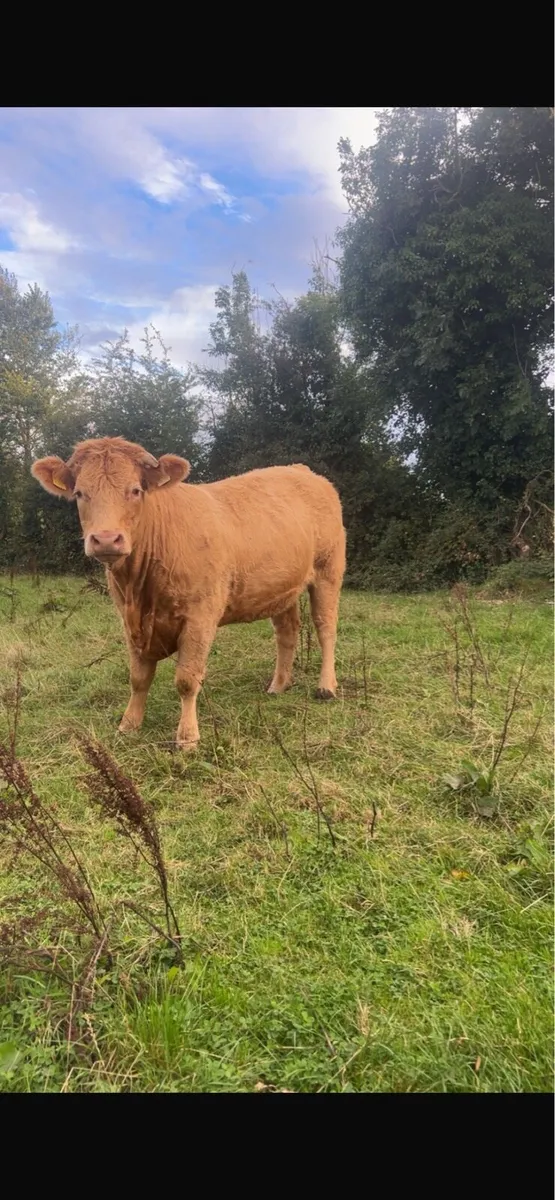 16 springer heifers sale - Image 2