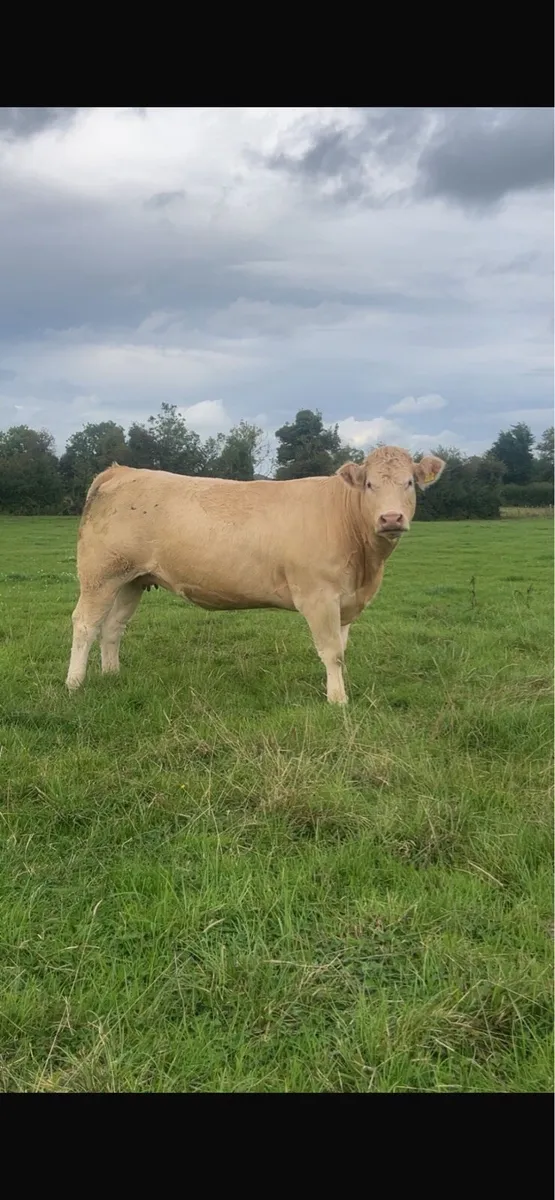 16 springer heifers sale - Image 3