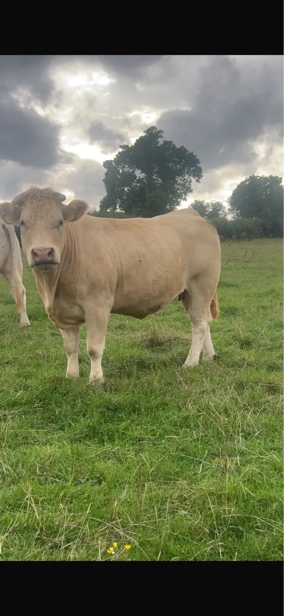 16 springer heifers sale - Image 4