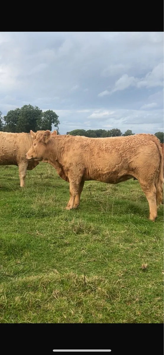 16 springer heifers sale - Image 1